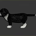 Cute Black and White Kitten With Yellow Eyes Standing On Gray Background