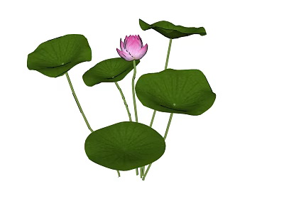 Pink Lotus Flower With Green Leaves In Natural Fresh Setting 3d model