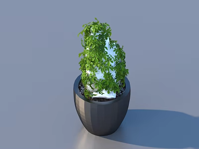Bonsai Potted Plant With Green Foliage In Black Textured Pot For Indoor Decor 3d model