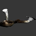 Fresh Organic Root Vegetable With White Flesh And Brown Skin On Dark Background