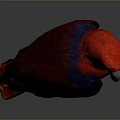 Red and Blue Parrot With Vibrant Feathers Standing On Dark Reflective Background