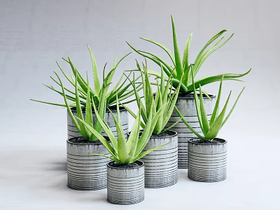 Striped Metal Cans Holding Potted Aloe Vera Plants On Light Background 3d model