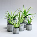 Striped Metal Cans Holding Potted Aloe Vera Plants On Light Background