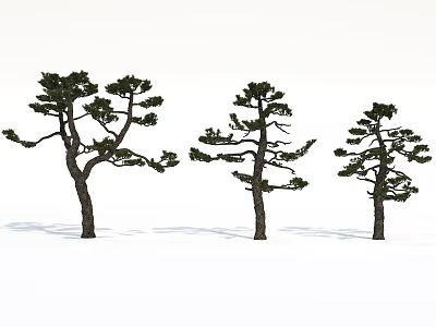 Three Pine Trees With Spreading Branches And Green Foliage Against White Background 3d model