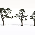Three Pine Trees With Spreading Branches And Green Foliage Against White Background 3d model