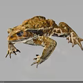 Orange Brown Toad With Blue Eyes And Rough Skin On Dark Background 3d model