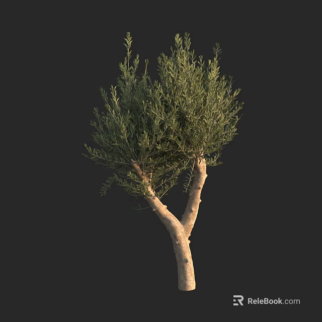Tall Tree With Light Brown Trunk Green Leaves And Two Main Branches On Black Background 3d model 