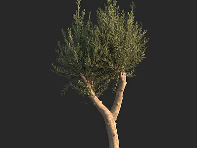 Tall Tree With Light Brown Trunk Green Leaves And Two Main Branches On Black Background 3d model