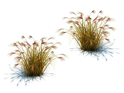 Beautiful Decorative Ornamental Grasses Two Clumps Green Brown Foliage Feathery Plumes White Background With Shadows 3d model