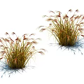 Beautiful Decorative Ornamental Grasses Two Clumps Green Brown Foliage Feathery Plumes White Background With Shadows