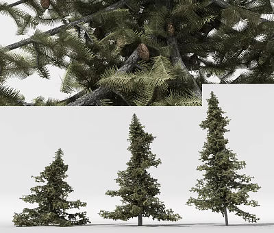 Evergreen Arbor With Lush Foliage Pine Cones And Tall Slender Trunks 3d model