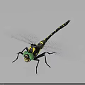 Green Eyed Dragonfly With Yellow And Black Striped Body And Transparent Wings On Dark Background