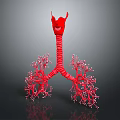 Medical Device 3D Anatomical Respiratory System Model with Lung and Trachea Structure 3d model