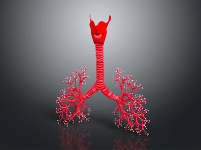 Medical Device 3D Anatomical Respiratory System Model with Lung and Trachea Structure 3d model