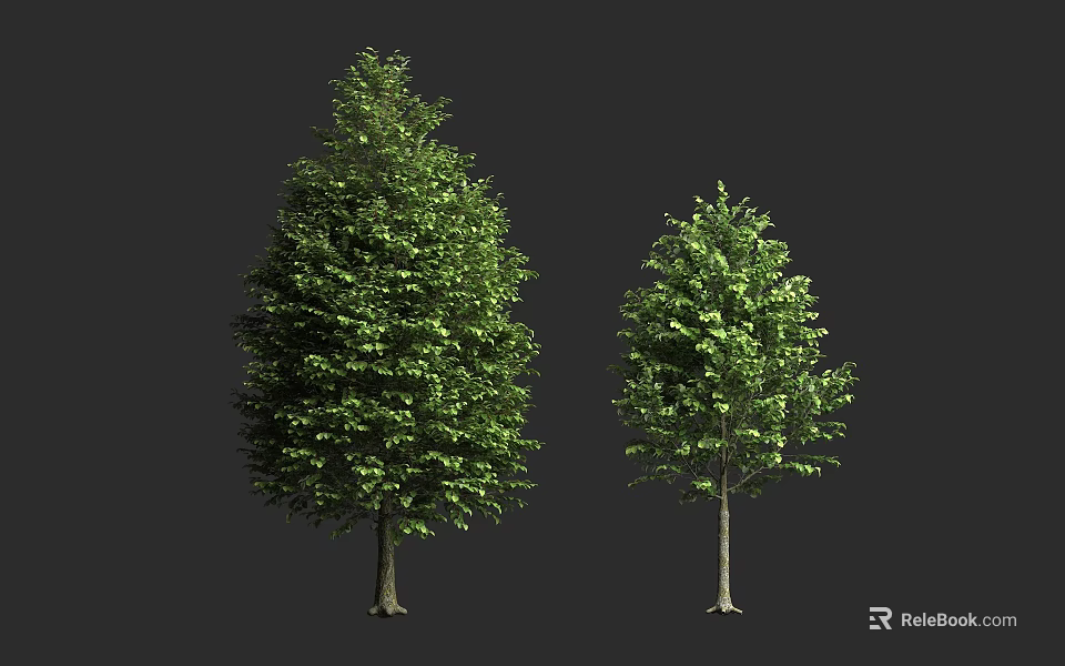Two Green Trees With Dense Foliage And Straight Trunks On Dark Background 3d model 