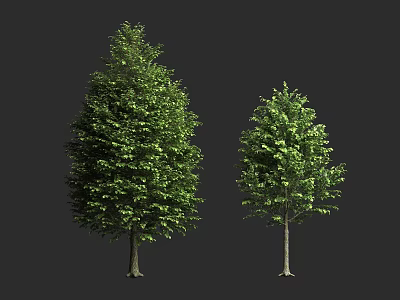 Two Green Trees With Dense Foliage And Straight Trunks On Dark Background 3d model