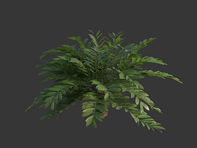 Lush Green Fern Plant With Vibrant Foliage And 3D Model Design 3d model