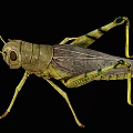 Detailed Green Grasshopper With Long Legs And Antennae On Black Background
