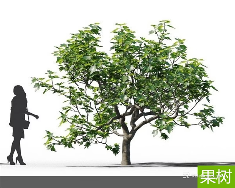 Healthy Fruit Tree With Dense Green Leaves And Woman Standing Beside 3d model 