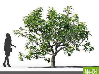Healthy Fruit Tree With Dense Green Leaves And Woman Standing Beside 3d model