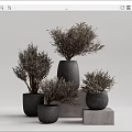 Multiple Potted Bonsai Plants in Concrete Pots Various Heights with Natural Branches for Home Decor