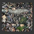 Natural Ground With Fallen Leaves Tree Trunk Mushrooms And Moss