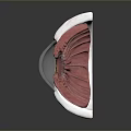 Medical Device Ocular Anatomical Model With Detailed Eyeball Cross Section For Medical Education