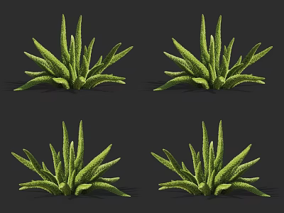 Four Potted Green Succulent Plants With Long Spiky Leaves On Dark Background 3d model