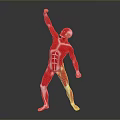 Human Organ Muscle Structure Anatomical Model With Red Muscles White Bones And Raised Arm Pose