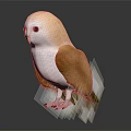 White And Brown Barn Owl Standing On Dark Background With Detailed Feathers And 3D Render Design