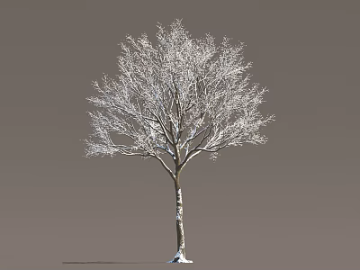 Snow Covered Deciduous Tree With Snowy Branches And Trunk Against Gray Winter Background Scene 3d model