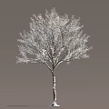 Snow Covered Deciduous Tree With Snowy Branches And Trunk Against Gray Winter Background Scene