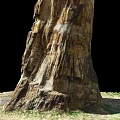 Petrified Wood Trunk With Detailed Texture And Natural Stone Appearance In Grass And Earth