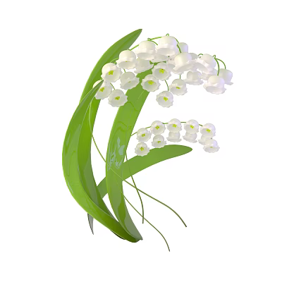 Beautiful Lily of the Valley With White Delicate Flowers And Green Leaves 3d model