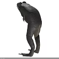 3D Model Of Aquatic Animal Frog Showing Realistic Body Structure And Long Legs
