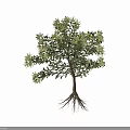 Lush Green Shrub With Dense Foliage And Brown Trunk For Garden Landscaping