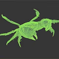 Black Crab Features Sharp Claws Fine Bristles And Segmented Legs