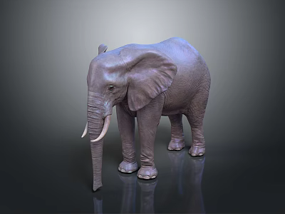 Detailed Realistic 3D Elephant Model Standing Isolated On Dark Background 3d model