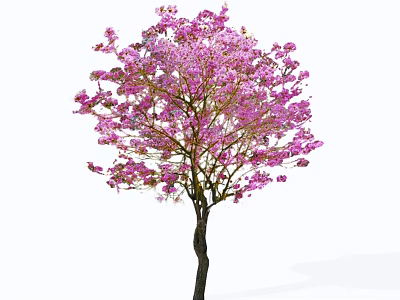 Stunning Flowering Tree with Lush Pink Blooms and Dark Trunk 3d model