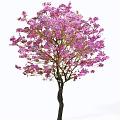 Stunning Flowering Tree with Lush Pink Blooms and Dark Trunk