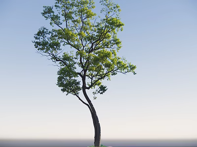 Lush Arbor With Green Foliage Curved Trunk Against Clear Blue Sky 3d model