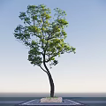 Lush Arbor With Green Foliage Curved Trunk Against Clear Blue Sky