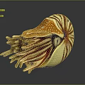 Modern Nautilus Shell Sea Shell Seafoil 3d model