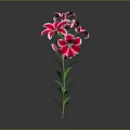 Beautiful Pink Lily Plant With Green Stem And Leaves On Gray Background