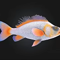 Colorful Aquatic Fish with Orange Red Fins Silver Body Purple Dorsal Fin and Yellow Eyes
