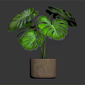 Green Monstera Plant With Large Leaves In Brown Pot On Dark Background