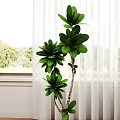 Indoor Window Side Decorative Potted Plants With Large Green Leaves And Lush Foliage