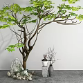 Tall Green Leafy Arbor With Thick Trunk Stones Vases White Wall And Gray Floor