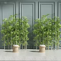 Lush Green Bamboo Plants Decorative Display With Gray Wall And Pedestals