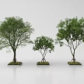 Three Green Trees of Different Sizes with Square Planter Bases 3d model